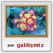 Primaveras